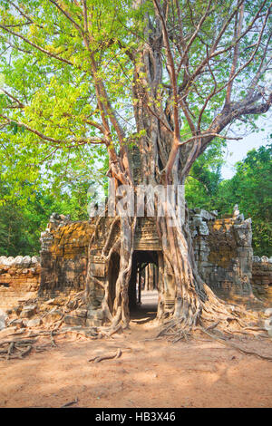 Arbre tropical sur Ta Som Banque D'Images