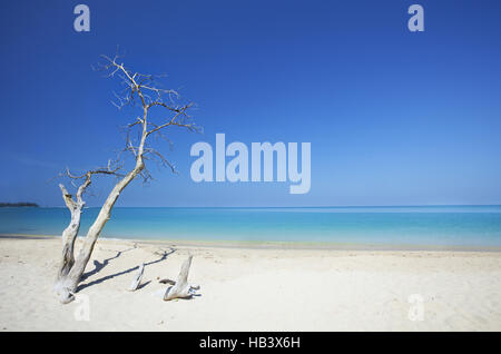 Arbre mort sur belle plage Banque D'Images