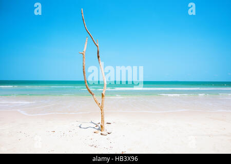 Arbre mort sur belle plage Banque D'Images