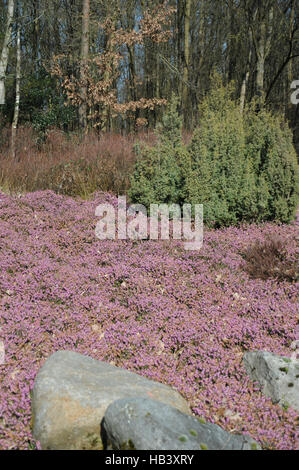 Erica carnea bruyère d'hiver, Banque D'Images