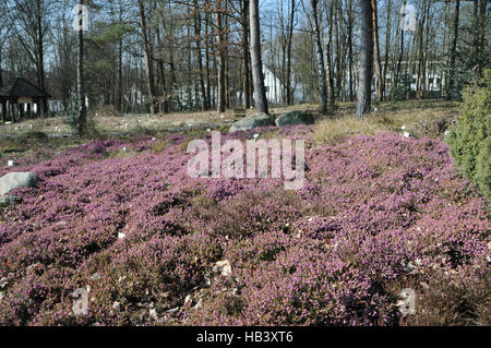 Erica carnea bruyère d'hiver, Banque D'Images