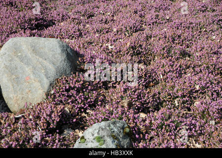 Erica carnea bruyère d'hiver, Banque D'Images