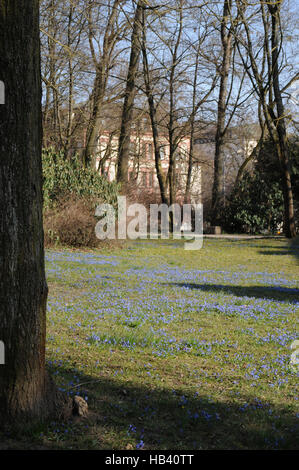 Scilla sibirica, sibérien squill Banque D'Images