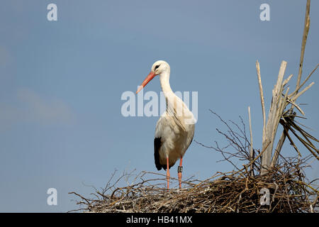 Cigogne blanche dans le nid Banque D'Images