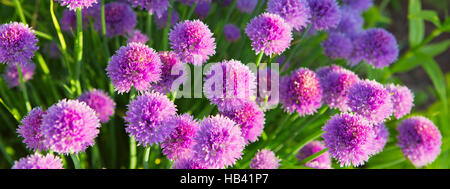 Les usines de la ciboulette en fleurs. Banque D'Images