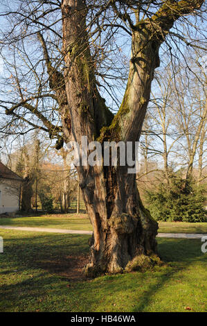 Tilia cordata Tilleul à petites feuilles,, vieil arbre Banque D'Images