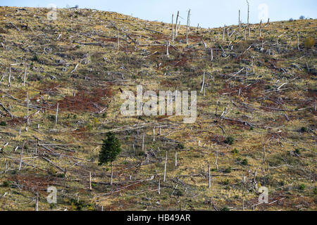 Feu ravage, colline boisée 10 ans après l'incendie de 2006, Arcadie, Péloponnèse, Grèce centrale. Banque D'Images