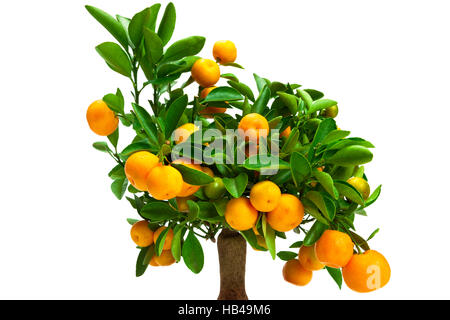 Petit arbre mandarine Banque D'Images
