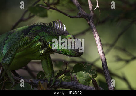 Iguane vert (Iguana iguana), Tavernier, Key Largo, Floride Banque D'Images