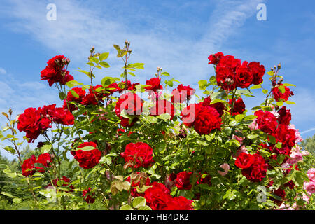 Rosier grimpant rouge isolé sur ciel bleu. Banque D'Images