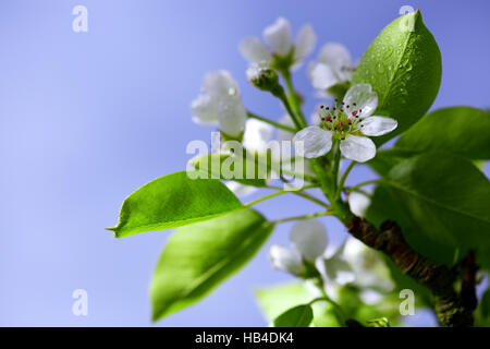 Pear Tree blossoms isolé sur ciel bleu. Banque D'Images