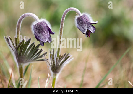 Pasque flower noir Banque D'Images