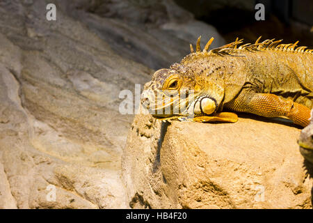 Image Gros plan de la tête d'un iguane vert (Iguana iguana). Banque D'Images