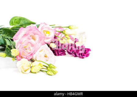 De belles fleurs eustoma dans studio Banque D'Images