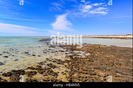 Les stromatolites de Hamelin Pool Réserve Naturelle Marine. Shark Bay, Banque D'Images