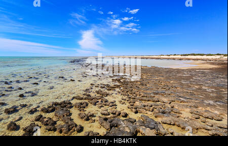 Les stromatolites de Hamelin Pool Réserve Naturelle Marine. Shark Bay Banque D'Images