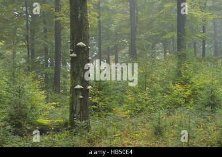 Forêt de hêtres (Fagus sylvatica) à l'automne Banque D'Images