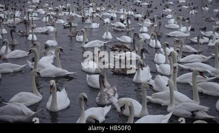 Beaucoup de cygnes et canards dans la rivière Vltava Banque D'Images