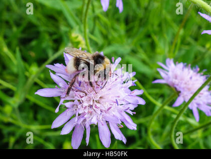 White-tailed Bumblebee venant butiner Field Scabious Banque D'Images