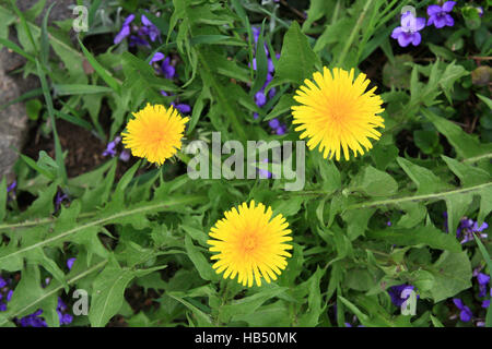 Pissenlit Banque D'Images