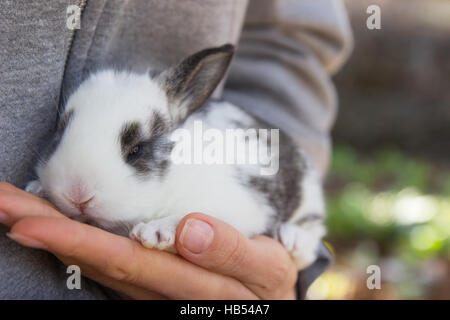 Femme tenant dans ses mains bébé lapin Banque D'Images