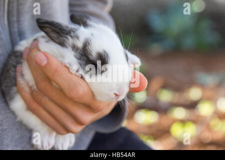 Femme tenant dans ses mains bébé lapin Banque D'Images