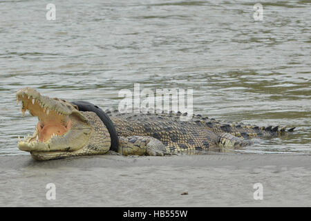 Palu, Indonésie. 08Th Dec 2016. Un crocodile sauvage pris au piège des pneus moto de soleil sur la rivière Sand était fuyante. Crocodile pris dans le pneu moto est maintenant dans un état de mourir de son cou de plus en plus de pneus moto en l'étranglant et le Centre de conservation des ressources naturelles (BKSDA) sections locales ne pouvaient rien faire pour aider le crocodile en l'absence de pièces d'équipement. Credit : Basri Marzuki/Pacific Press/Alamy Live News Banque D'Images