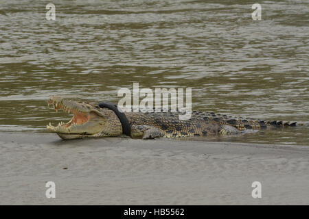 Palu, Indonésie. 08Th Dec 2016. Un crocodile sauvage pris au piège des pneus moto de soleil sur la rivière Sand était fuyante. Crocodile pris dans le pneu moto est maintenant dans un état de mourir de son cou de plus en plus de pneus moto en l'étranglant et le Centre de conservation des ressources naturelles (BKSDA) sections locales ne pouvaient rien faire pour aider le crocodile en l'absence de pièces d'équipement. Credit : Basri Marzuki/Pacific Press/Alamy Live News Banque D'Images