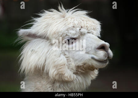 Le lama (Lama glama). Animal domestique. Banque D'Images