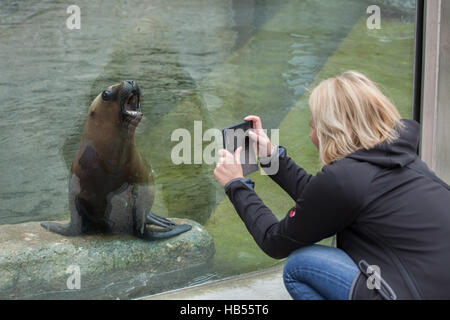 Visiteur à prendre des photos comme celle-year-old lion de mer d'Amérique du Sud (Otaria flavescens) appelé Lorin bâille au zoo Hellabrunn de Munich Banque D'Images