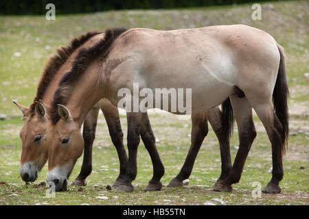 Le cheval de Przewalski (Equus ferus przewalskii), également connu sous le nom de cheval sauvage d'Asie. Banque D'Images