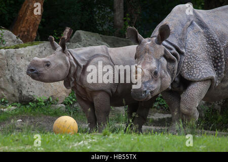 Neuf mois rhinocéros indien (Rhinoceros unicornis) appelé Puri avec sa mère au zoo Hellabrunn Rapti à Munich, Bavière, Allemagne. Le bébé rhin Banque D'Images