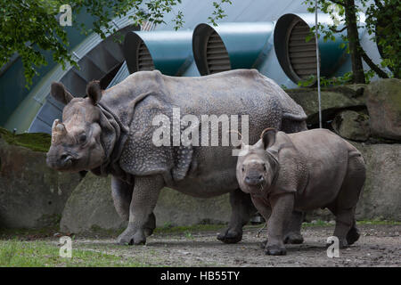 Neuf mois rhinocéros indien (Rhinoceros unicornis) appelé Puri avec sa mère au zoo Hellabrunn Rapti à Munich, Bavière, Allemagne. Le bébé rhin Banque D'Images