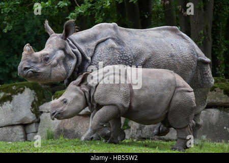 Neuf mois rhinocéros indien (Rhinoceros unicornis) appelé Puri avec sa mère au zoo Hellabrunn Rapti à Munich, Bavière, Allemagne. Le bébé rhin Banque D'Images