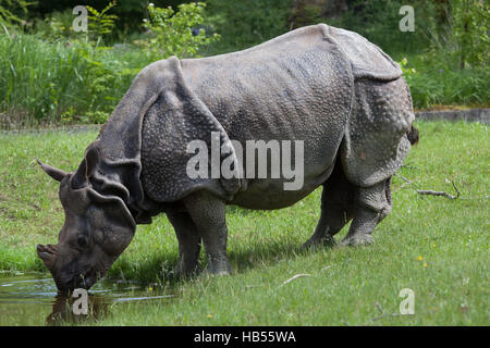 Le rhinocéros indien (Rhinoceros unicornis) au zoo Hellabrunn de Munich, Bavière, Allemagne. Banque D'Images