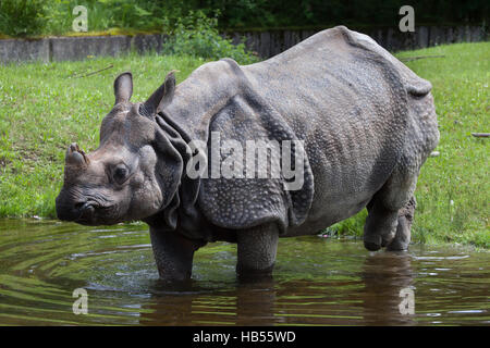 Le rhinocéros indien (Rhinoceros unicornis). Des animaux de la faune. Banque D'Images