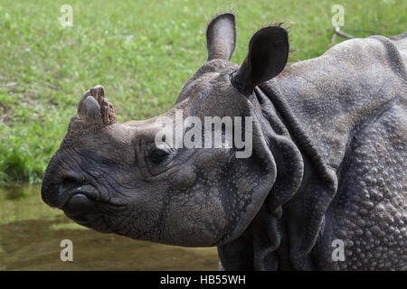 Le rhinocéros indien (Rhinoceros unicornis) au zoo Hellabrunn de Munich, Bavière, Allemagne. Banque D'Images