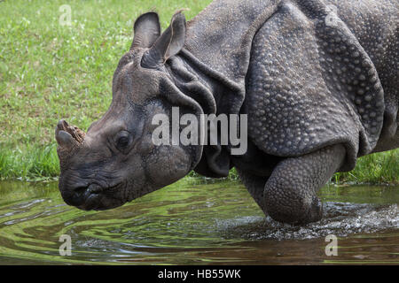 Le rhinocéros indien (Rhinoceros unicornis) au zoo Hellabrunn de Munich, Bavière, Allemagne. Banque D'Images