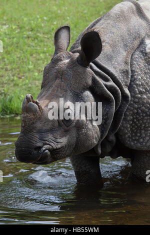 Le rhinocéros indien (Rhinoceros unicornis) au zoo Hellabrunn de Munich, Bavière, Allemagne. Banque D'Images