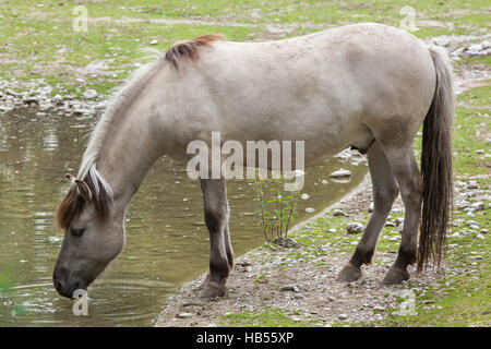 Estacade à cheval (Equus ferus caballus), réclamé pour ressembler à la disparue tarpan (Equus ferus ferus) au zoo Hellabrunn de Munich, Bavière, Allemagne. Banque D'Images