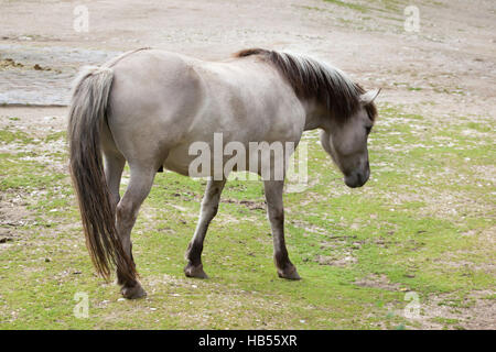 Estacade à cheval (Equus ferus caballus), réclamé pour ressembler à la disparue tarpan (Equus ferus ferus) au zoo Hellabrunn de Munich, Bavière, Allemagne. Banque D'Images