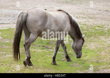 Estacade à cheval (Equus ferus caballus), réclamé pour ressembler à la disparue tarpan (Equus ferus ferus) au zoo Hellabrunn de Munich, Bavière, Allemagne. Banque D'Images