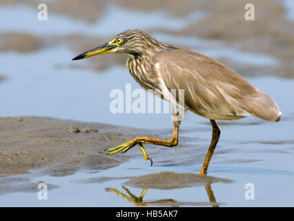 Indian Pond marche Heron (Ardeola grayii). Goa, Inde Banque D'Images