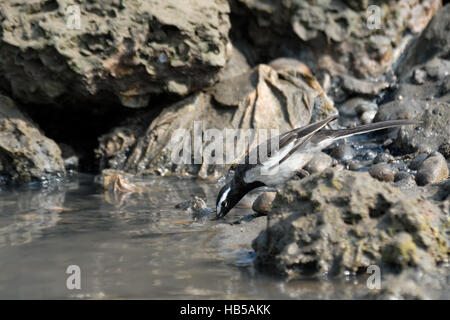 Drinking White-browed Bergeronnette (Grand Pied Bergeronnette printanière, Motacilla maderaspatensis). Goa, Inde Banque D'Images