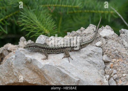 Erhard's lézard des murailles (Podarcis erhardii rock) sur le Mont Parnasse en région de Grèce Banque D'Images