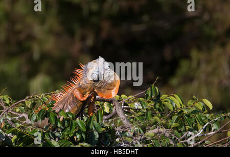 Iguane vert mâle adulte en rookery at Wakodahatchee Wetlands Banque D'Images