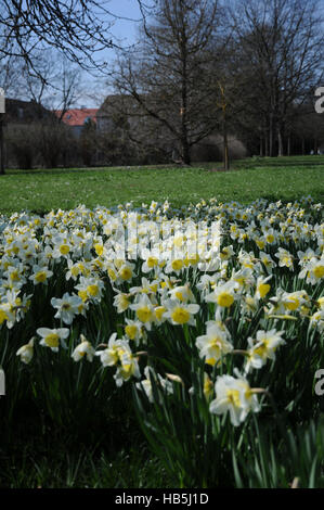 Narcissus x incomparabilis, Nonesuch daffodil Banque D'Images