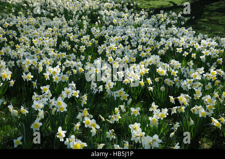 Narcissus x incomparabilis, Nonesuch daffodil Banque D'Images