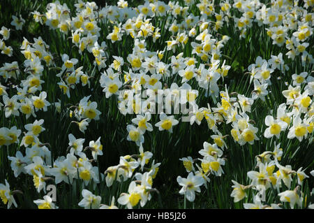 Narcissus x incomparabilis, Nonesuch daffodil Banque D'Images