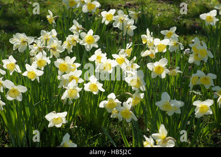 Narcissus x incomparabilis, Nonesuch daffodil Banque D'Images